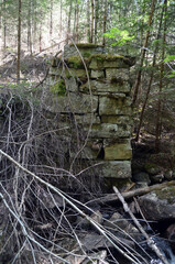 Forest on a summer day in Central Norway
