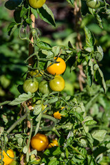 Closeup of unripe green and ripe yellow tomatoes growing in a garden on a sunny day
