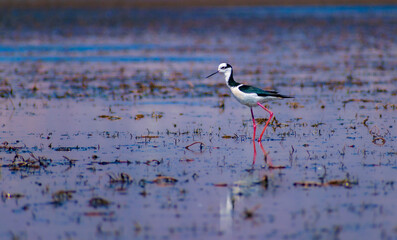 black headed tero
