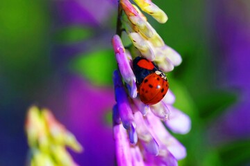 .......ナヨクサフジの上で交尾するニ匹の種類の異なるてんとう虫