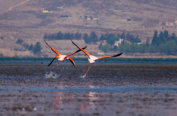 flamingos taking off
