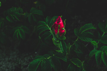 lonely red rose