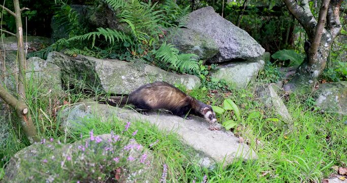 european polecat, mustela putorius, wide shots of polecat running around rocky outcrop looking for food 