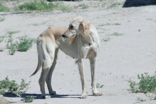 Kazakh greyhound Tazi on a ground photo