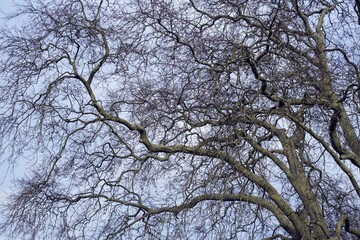 Large tree without leaves. The branches are a simile of neurons.  - obrazy, fototapety, plakaty