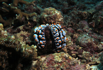 Fototapeta na wymiar A pair of Phyllidia Varicosa nudibranchs on rocks Cebu Philippines