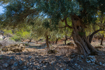 A olive grove in Greece, a important cash crop in Mediterranean in oil exports and a food source.
