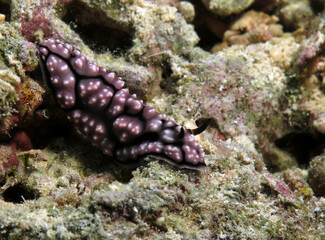 A Phyllidiella pustulosa nudibranch on corals Cebu Philippines