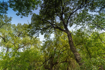 Fototapeta premium trees in the forest