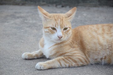 close up cute cat on cement floor