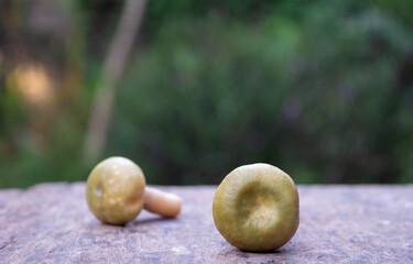 russula delica fr. small white plants that occur in the wild. It is popular to cook food in Thailand, it is rare and expensive. And good for health