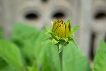 Green flower And beautiful green background Good atmosphere with beautiful morning light