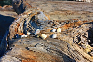 old and polished tree woods from the brackish water of the sea that create veins, shades and orange shadows. some beautiful shells are placed on the trunk