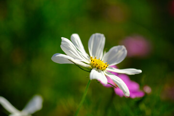 Obraz premium 日本庭園の花畑で咲く白いコスモスの花（日本の浜離宮恩賜庭園）