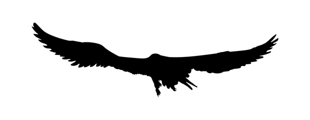 Black silhouette eagle, falcon, hawk or orel isolated on white background. A large predator soar in the air. Clipart icon, graphic simple element for design. Vector illustration.