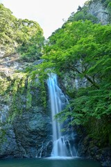 Obraz premium 涼しさ満点の真夏の箕面大滝＠大阪