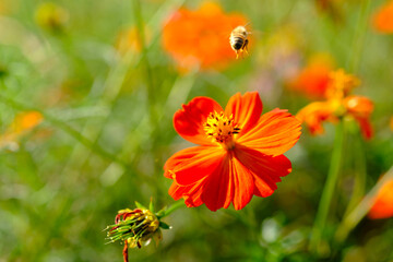 日本庭園の花畑で咲くオレンジ色のキバナコスモスと飛び交うミツバチ（日本の浜離宮恩賜庭園）