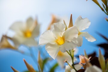Naklejka na ściany i meble 白い大きな花びらが青空によくマッチしているマンデビラ