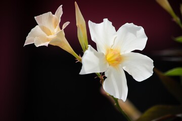 純白の花びらがとても美しいホワイト・サンパラソル