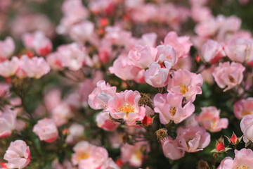 坂城バラ公園 バラ祭り