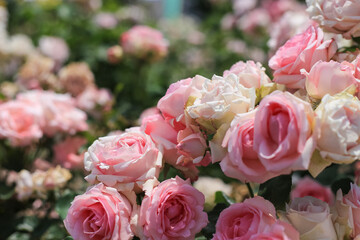 坂城バラ公園 バラ祭り