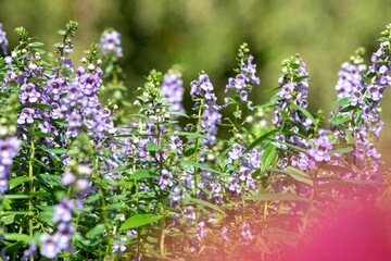 Obraz premium 暑い夏でも生き生きと花壇を飾るアンゲロニアの花