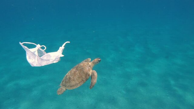 Medical mask. A medical mask floats in the sea, with a large turtle swimming in the background.