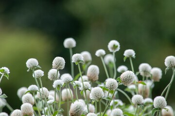 夏の暑さにも負けない、可愛らしく集団で花壇を彩るセンニチコウ