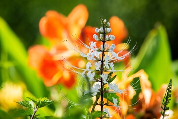 純白でピンと上を向いた雄しべと雌しべが本当のネコのヒゲにそっくり！