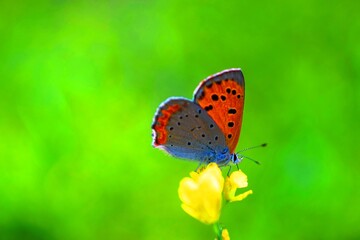 美しい緑色の背景とオレンジ色の蝶