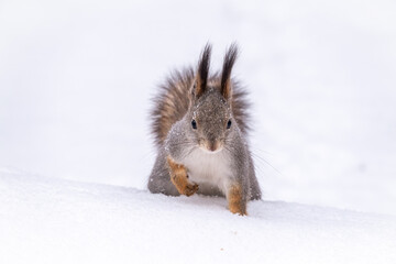 The squirrel funny sits on pure white snow. Portrait of a squirrel