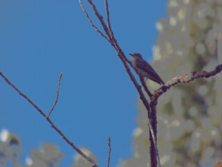 ptaki zwierzęta natura widok przyroda © Piotr