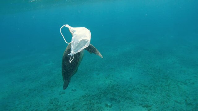 Medical mask. A medical mask floats in the sea, with a large turtle swimming in the background.