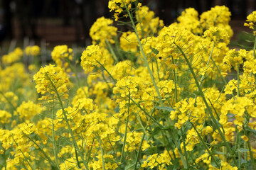 Fototapeta premium Cole Flowers 1