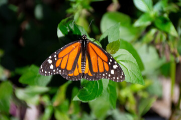 butterflies in the garden
