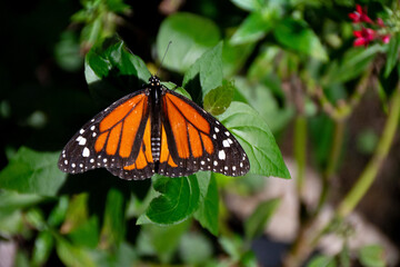 Fototapeta na wymiar butterflies in the garden