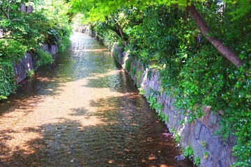 日本の京都の夏の高瀬川と木陰