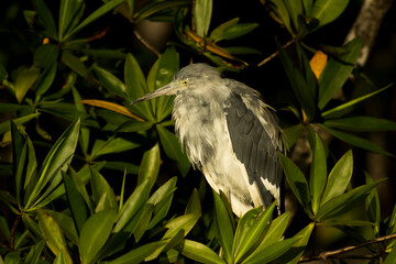 Fototapeta premium heron