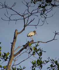 bird on a tree