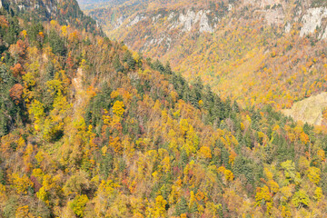 Obraz premium Autumn season on tree at mountain slope, natural landscape background