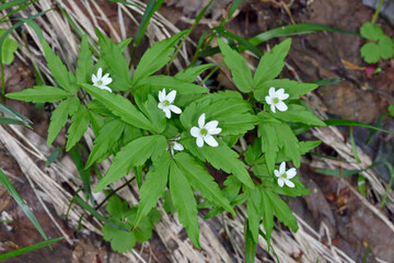 ヒメイチゲ（北海道・知床）