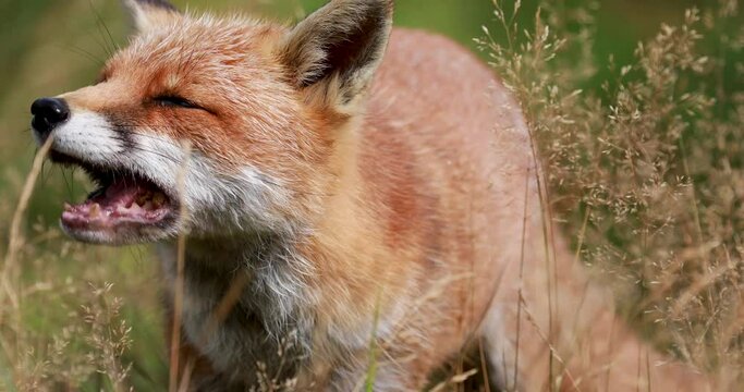 Red fox, Vulpes vulpes, isolated close up shots of fox moving eating with full head detail.