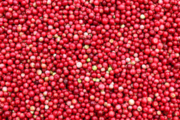 Cranberries - small red acid berries used in cooking