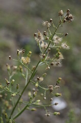 dandelion flowers was dried in summer