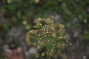 dandelion flowers was dried in summer
