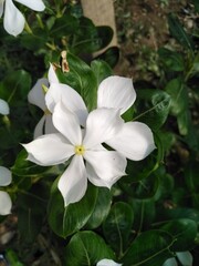 Obraz na płótnie Canvas Beautiful White Flowers in Garden