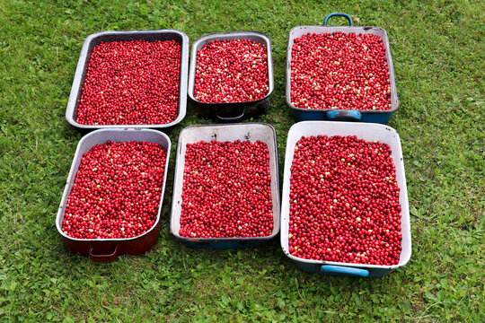 Gathering of the cowberries