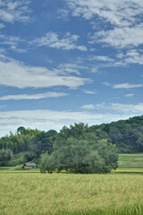 Obraz premium 田園風景