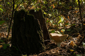 the mushroom grows in the forest near the stump