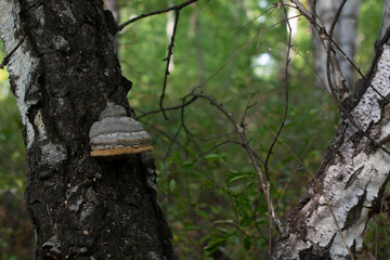 birch tinder fungus grows on a birch tree in the forest
